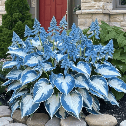 🔥Last day clearance🔥Premium Rare Hosta Seeds🌿Shade-Tolerant Plant