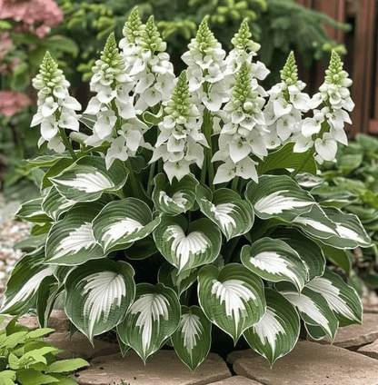 🔥Last day clearance🔥Premium Rare Hosta Seeds🌿Shade-Tolerant Plant