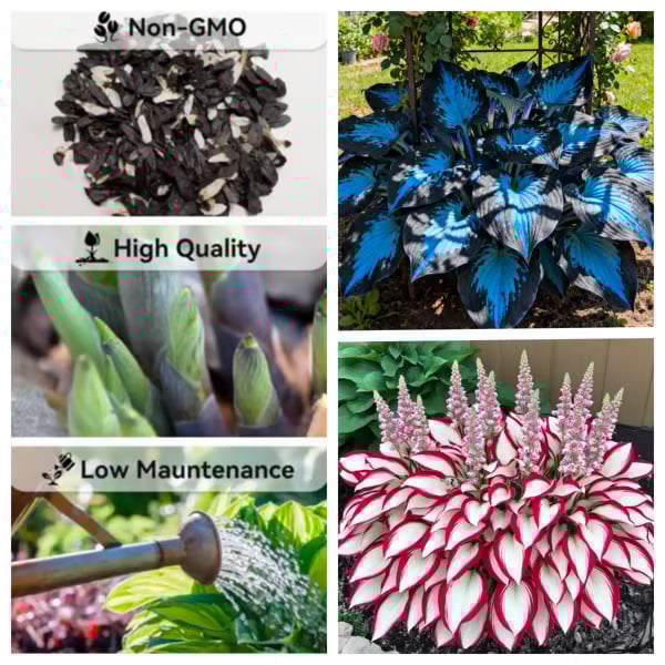 🔥Last day clearance🔥Premium Rare Hosta Seeds🌿Shade-Tolerant Plant