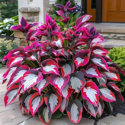 🔥Last day clearance🔥Premium Rare Hosta Seeds🌿Shade-Tolerant Plant