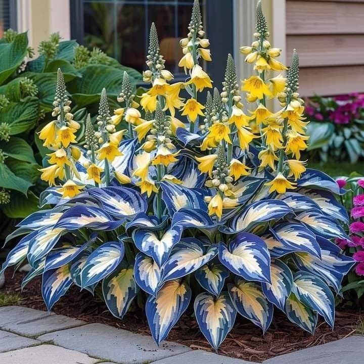 🔥Last day clearance🔥Premium Rare Hosta Seeds🌿Shade-Tolerant Plant